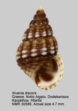 Alvania discors (2).jpg - Alvania discors(Allan,1818)